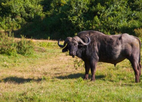 Amboseli Park