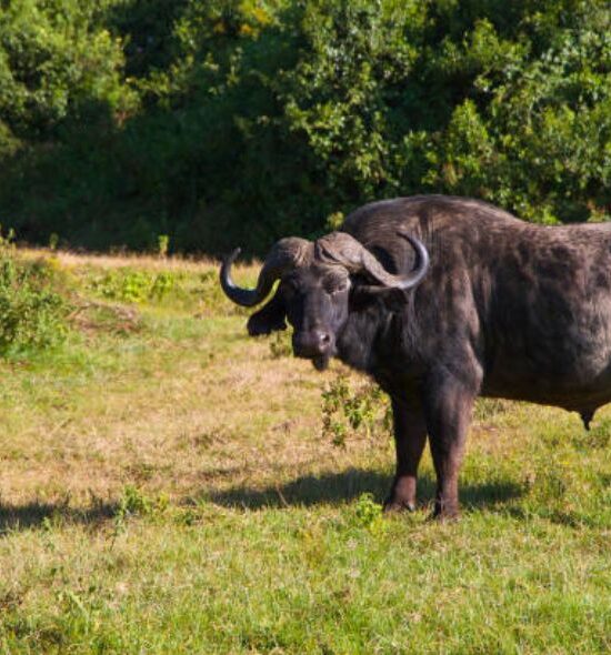 Amboseli Park
