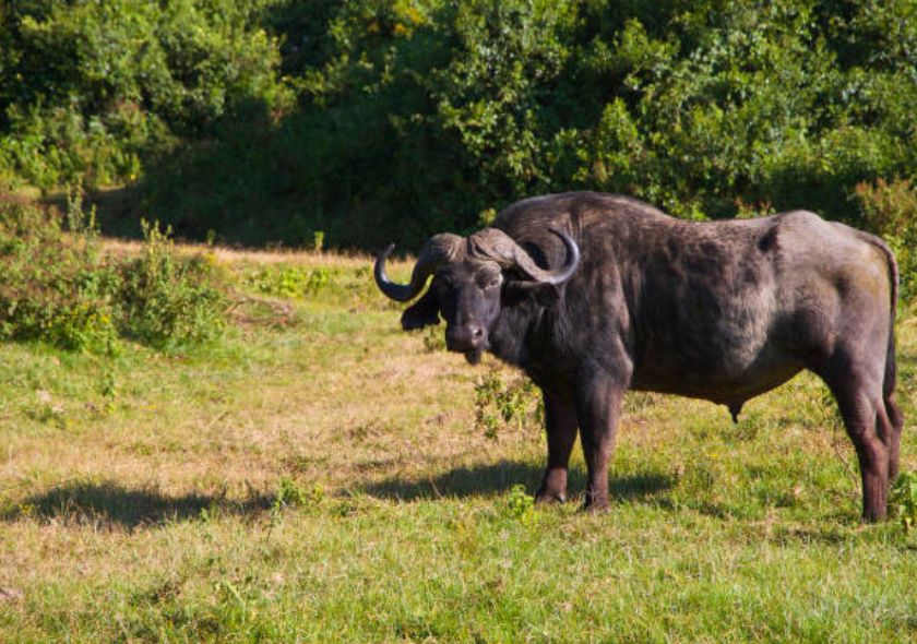 Amboseli Park