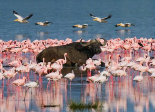 Lake Nakuru National Park