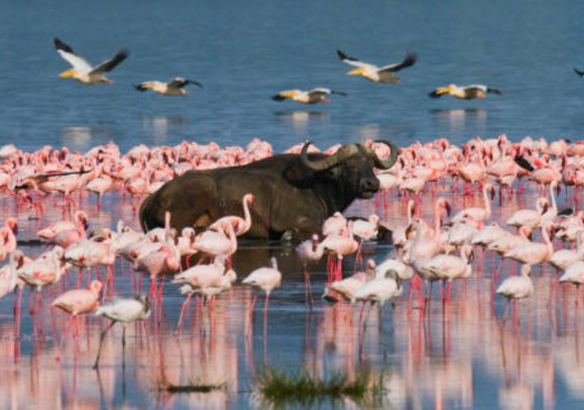 Lake Nakuru National Park