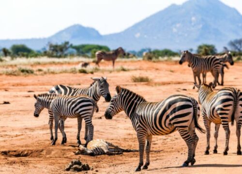 Tsavo National Parks