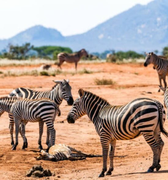 Tsavo National Parks