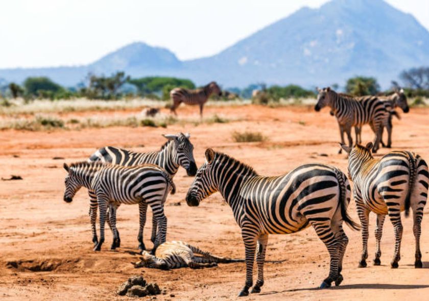 Tsavo National Parks