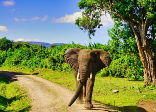 Aberdare National Park