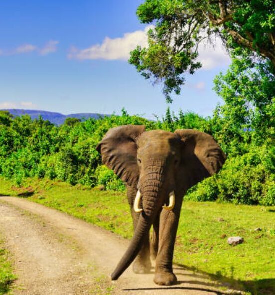 Tsavo Park