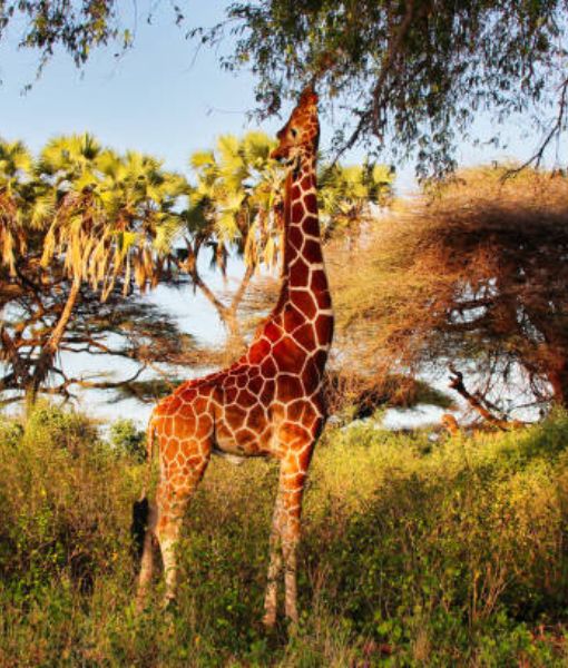Samburu
