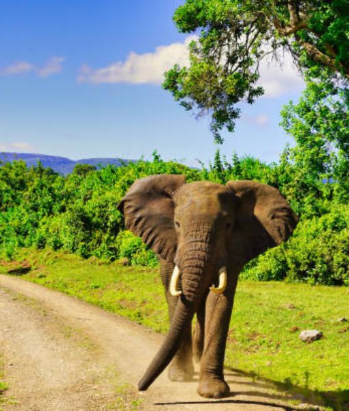 Tsavo
