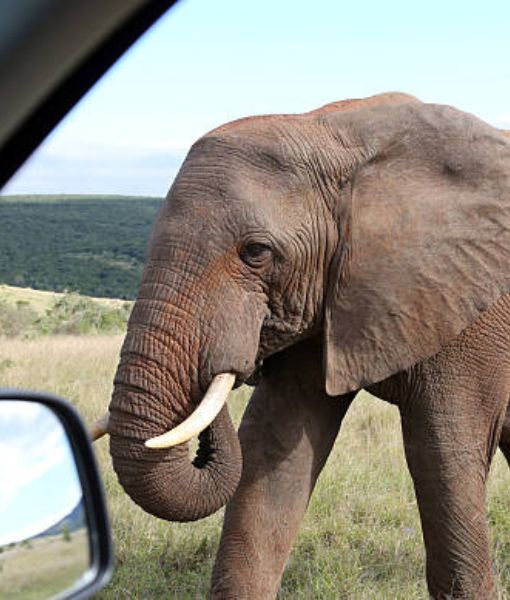 Big 5 Safari Experience