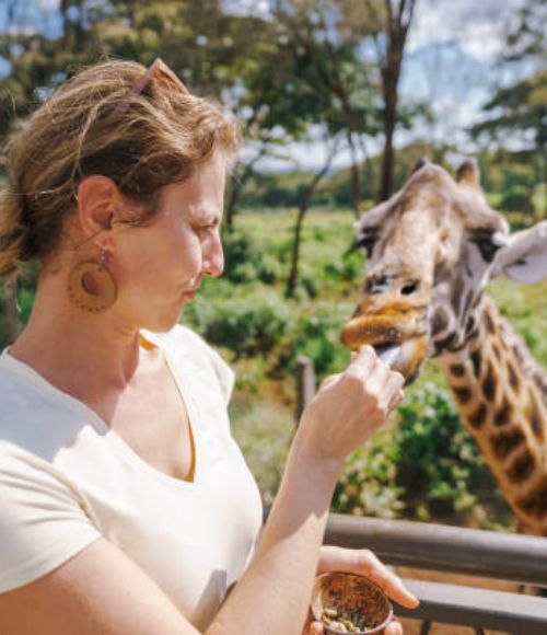 Giraffe Center