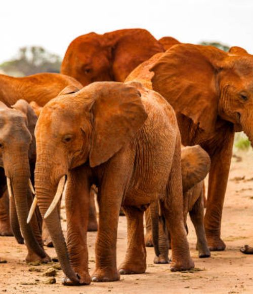 Tsavo Park