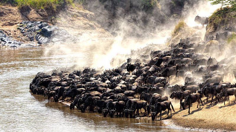Maasai Mara