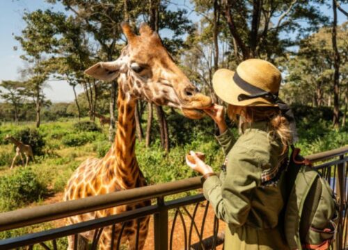 Giraffe Centre