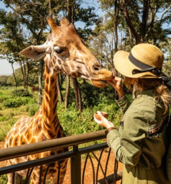 Giraffe Center