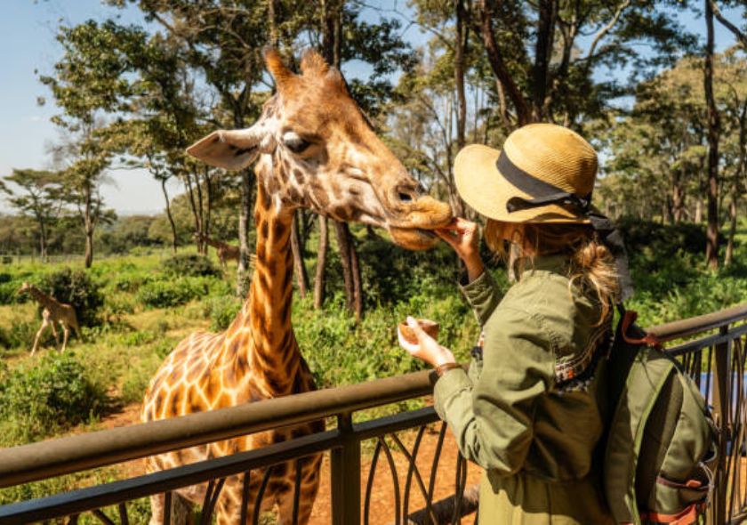 Giraffe Center