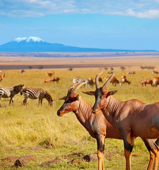 Maasai Mara Reserve